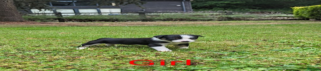 Black Tricolour Bitch