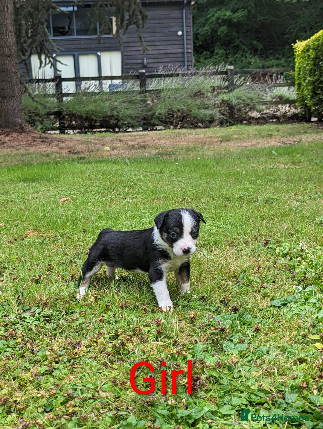 Mixed Breed dogs for sale: Welsh Collie/Border Collie puppies for sale - Image 3