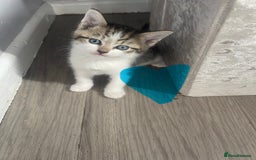 Mixed Breed cats for sale: Beautiful letter of kittens - Image 7
