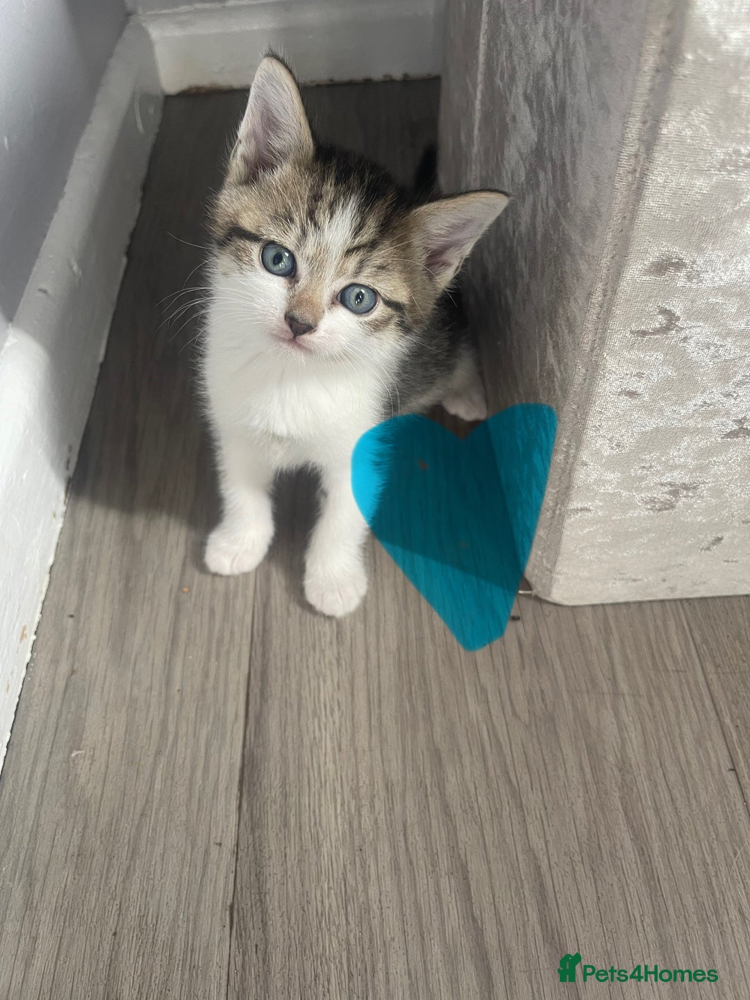Mixed Breed cats for sale: Beautiful letter of kittens - Image 7