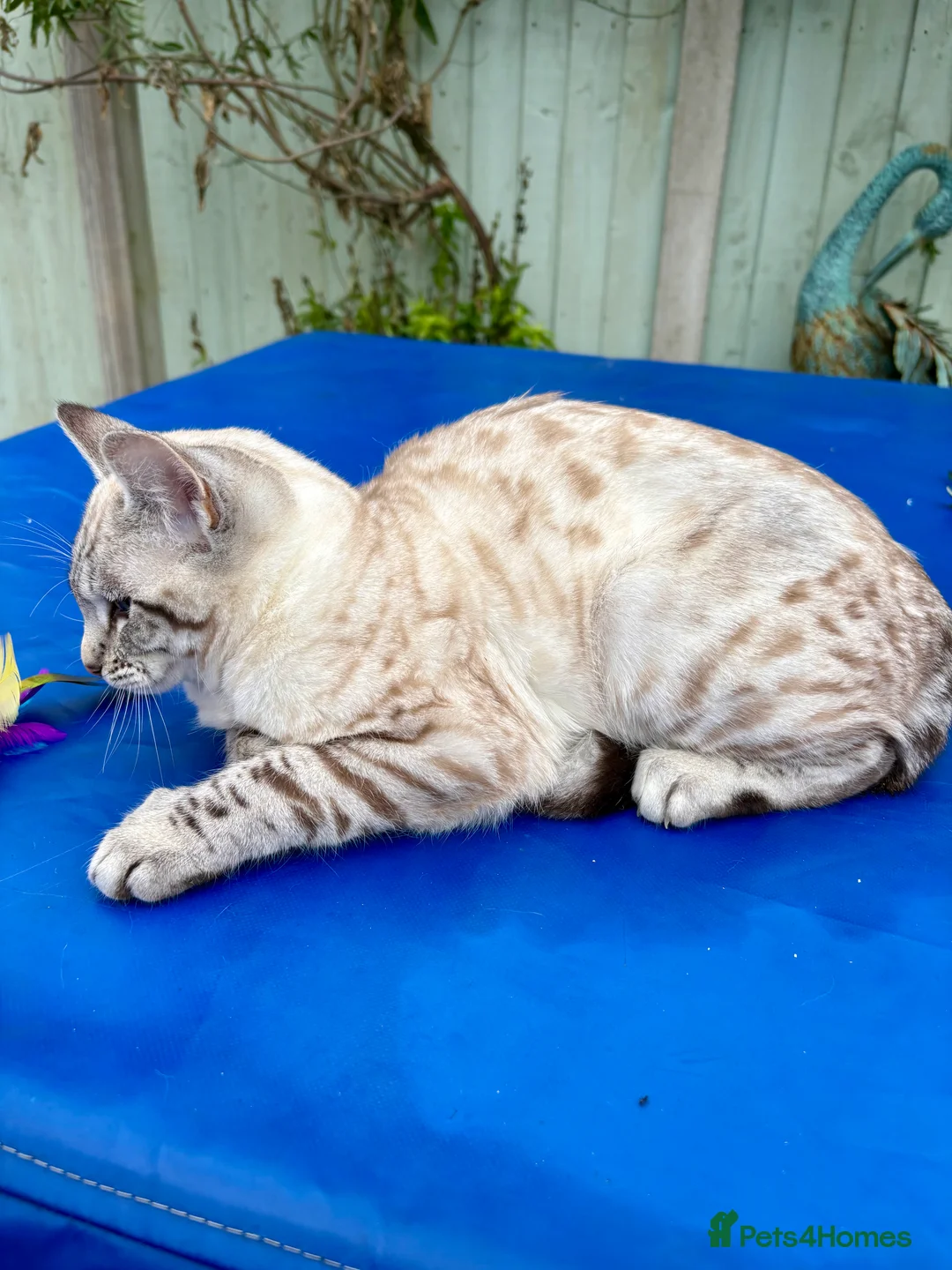 Savannah cats for sale: Breath taking wild looking girl  - Advert 11