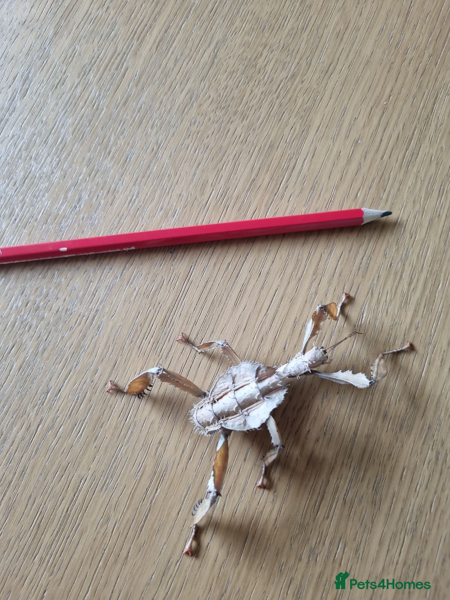 Stick Insects invertebrates *BARGAIN PRICE* Macleays spiny stick insects - Advert 1