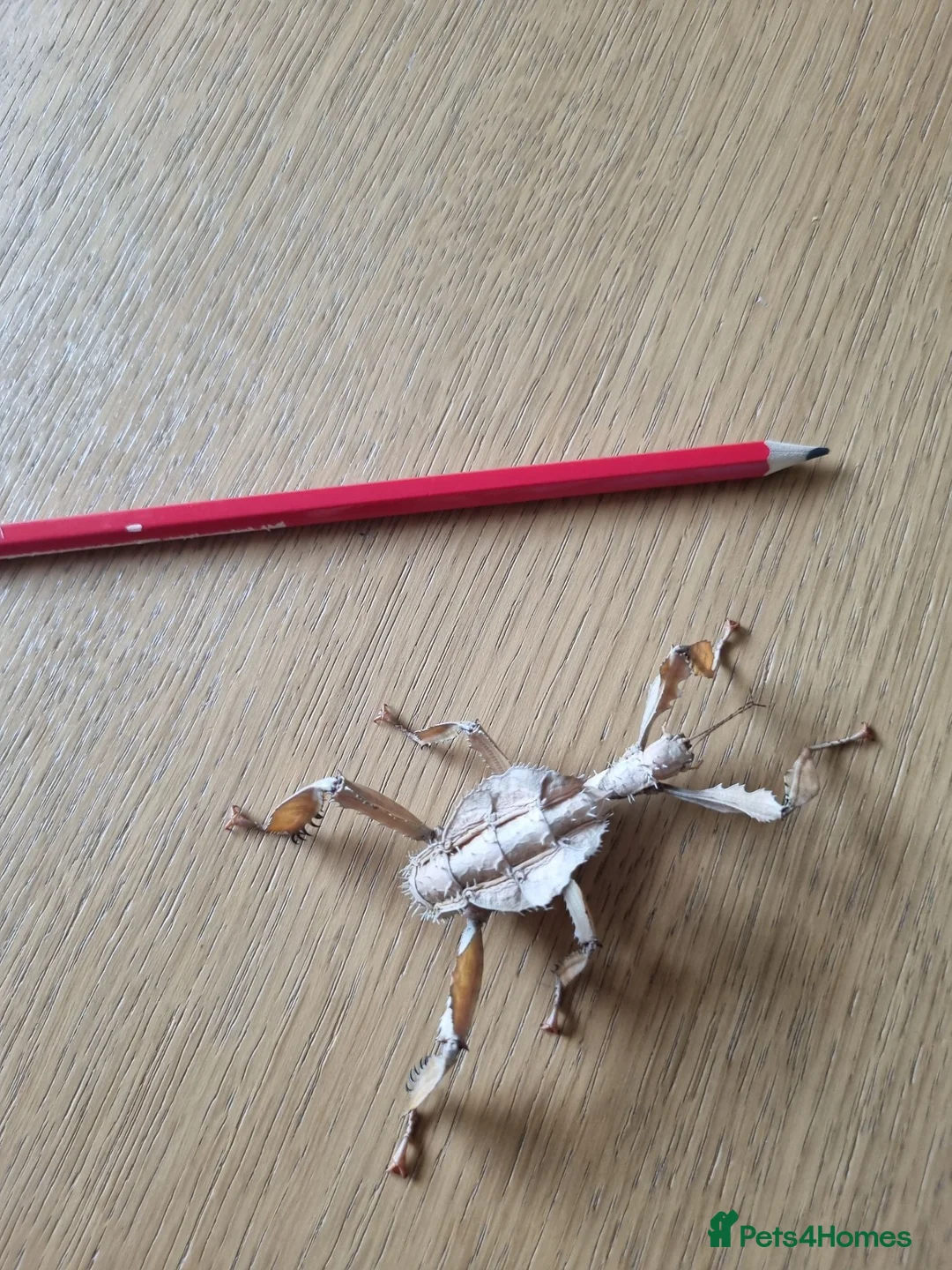 Stick Insects invertebrates for sale: *BARGAIN PRICE* Macleays spiny stick insects - Advert 1