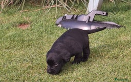 Labrador Retriever dogs for sale: Fifth generation pedigree pups  - Image 11