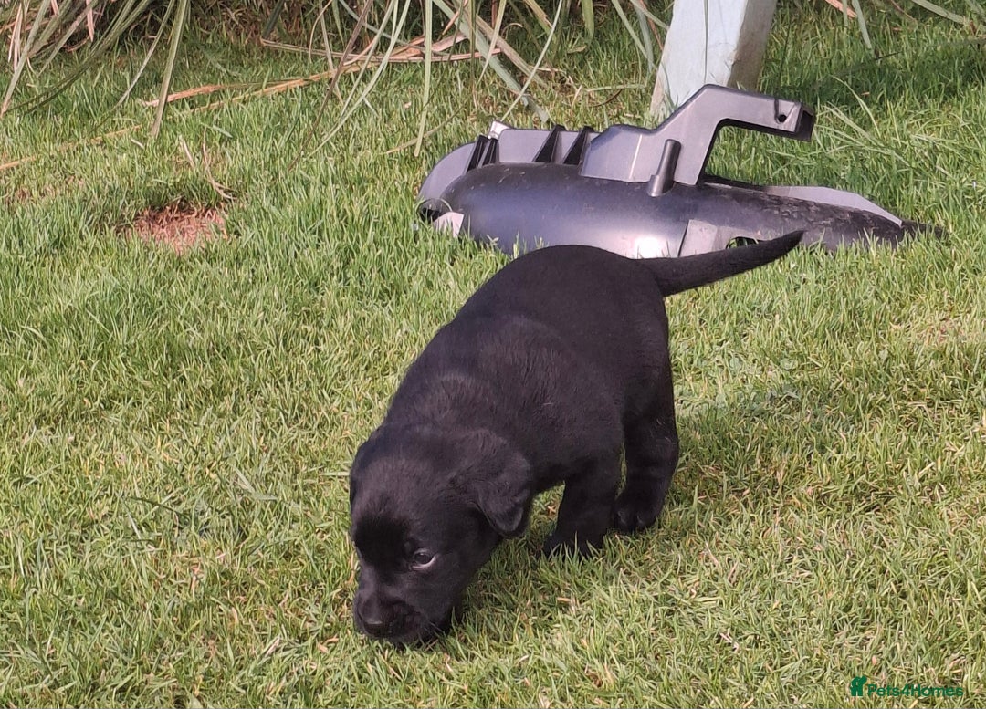 Labrador Retriever dogs for sale: Fifth generation pedigree pups  - Image 11