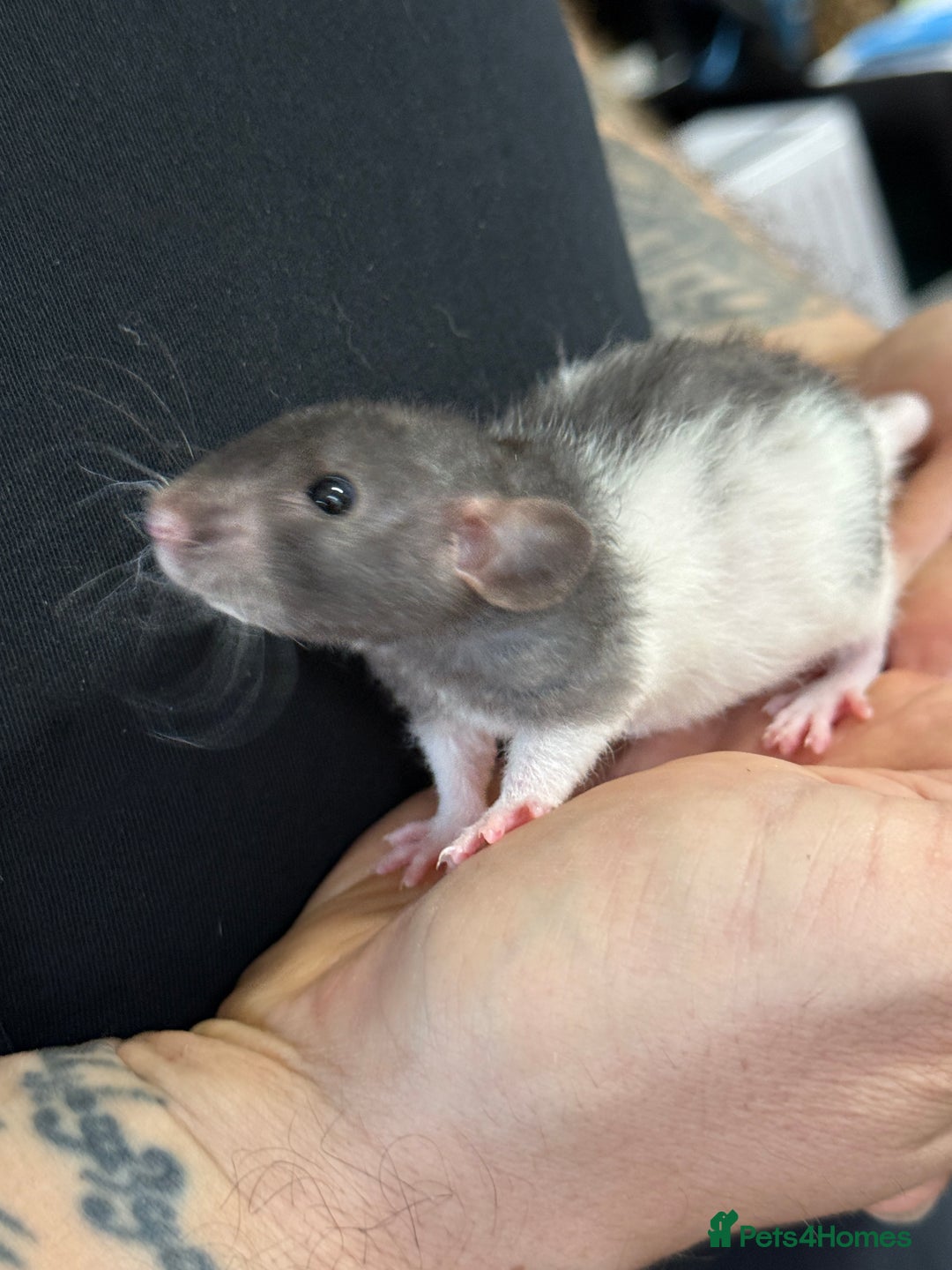 Rat rodents for sale: Gorgeous Dumbo Rex boys and girls. Babies.  - Image 7