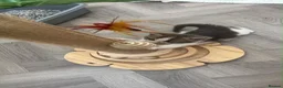 Domestic Shorthair cats for sale: Beautiful male kitten - Advert 7