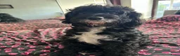 Mixed Breed dogs for sale: Bordoodles ready for there forever homes. - Advert 19