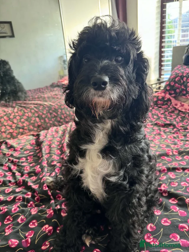 Light Cocckapoo Bordoodles ready for there forever homes. for sale in Stoke-on-Trent ...