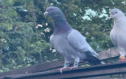 Pigeons birds for sale: Pigeons in Manchester - Image 23