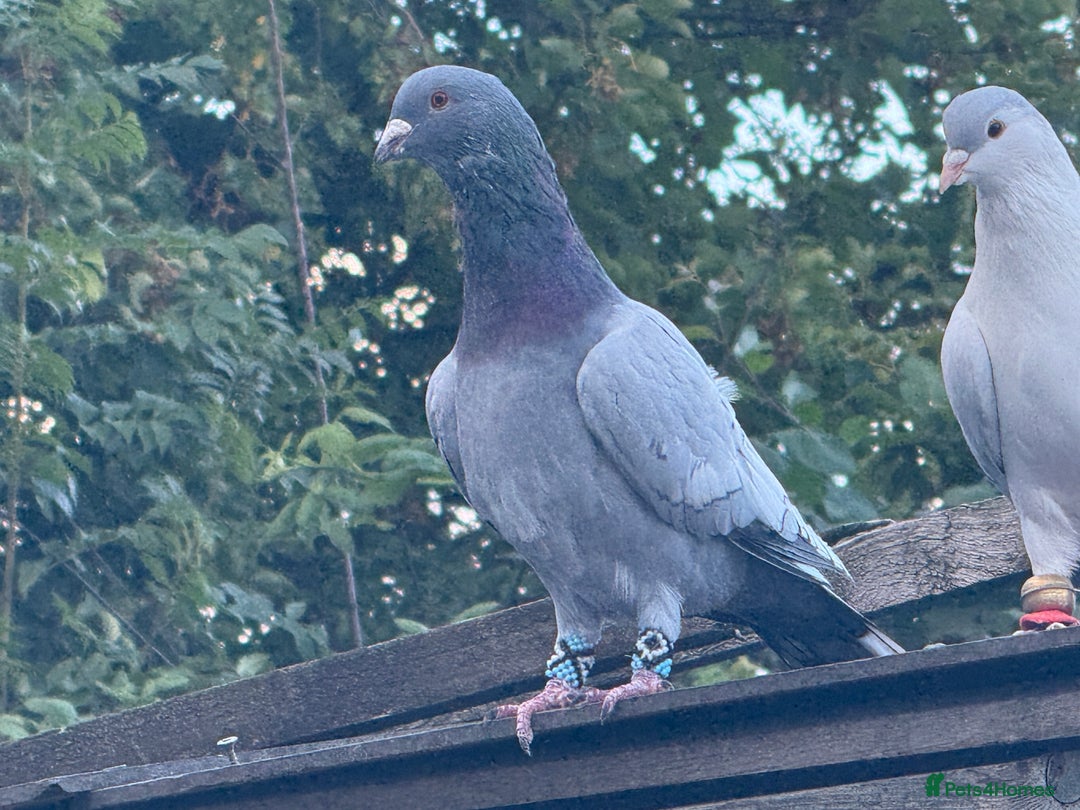 Pigeons birds for sale: Pigeons in Manchester - Image 23