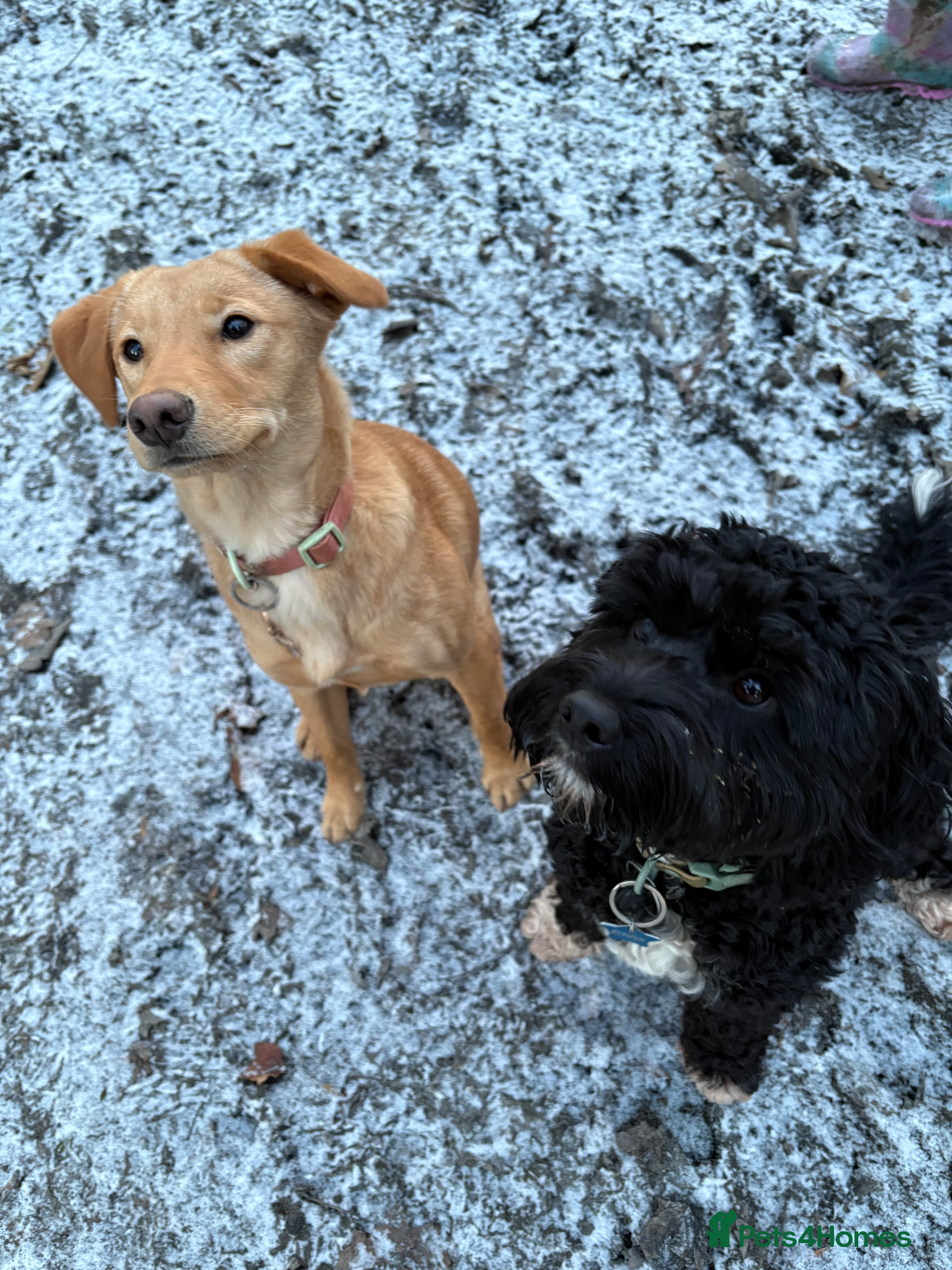 Borador dogs Gorgeous Pup 💖 - Advert 1