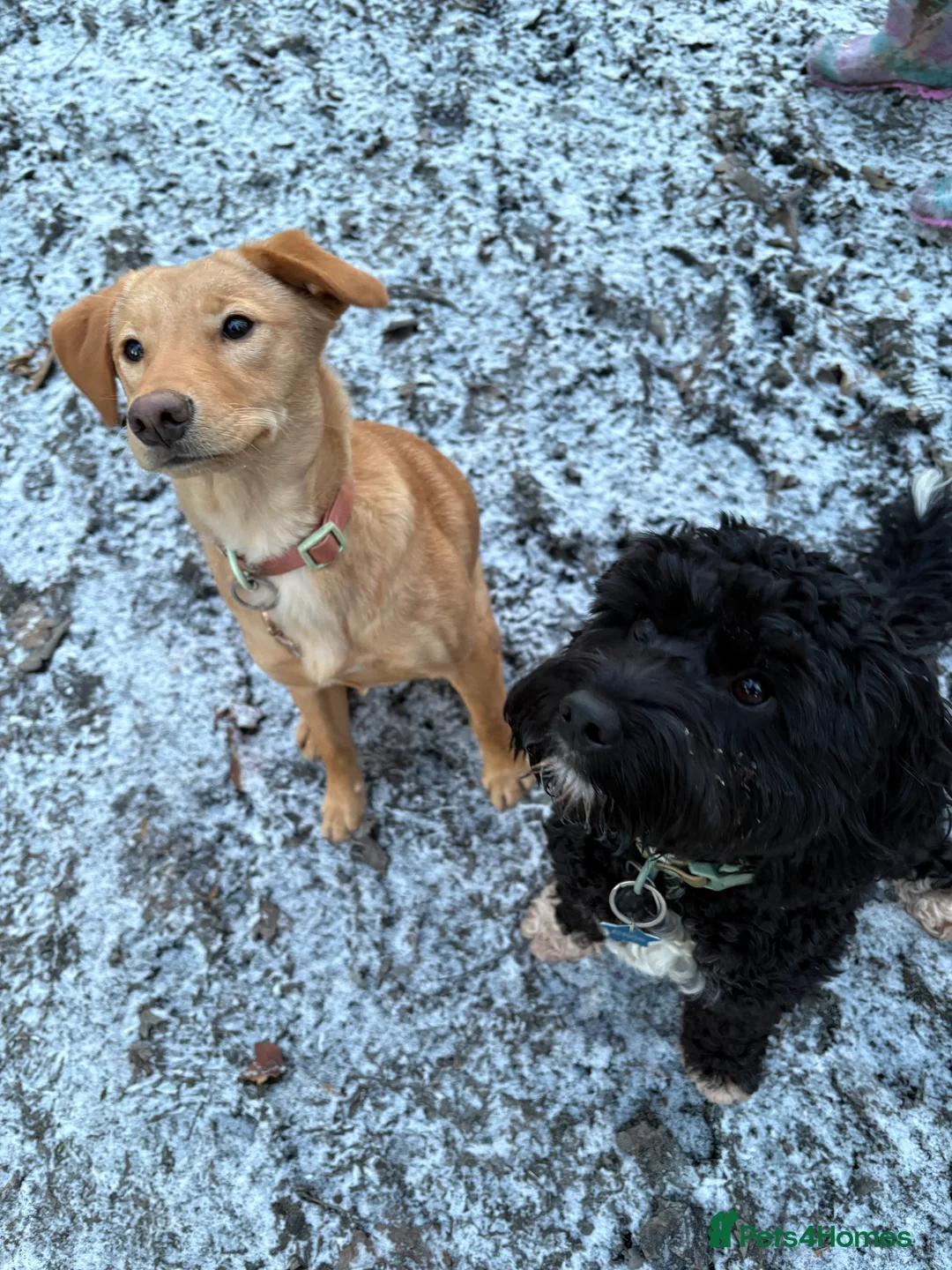 Borador dogs for sale: Gorgeous Pup 💖 - Advert 1