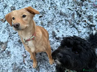 Borador dogs Gorgeous Pup 💖 - Advert 1