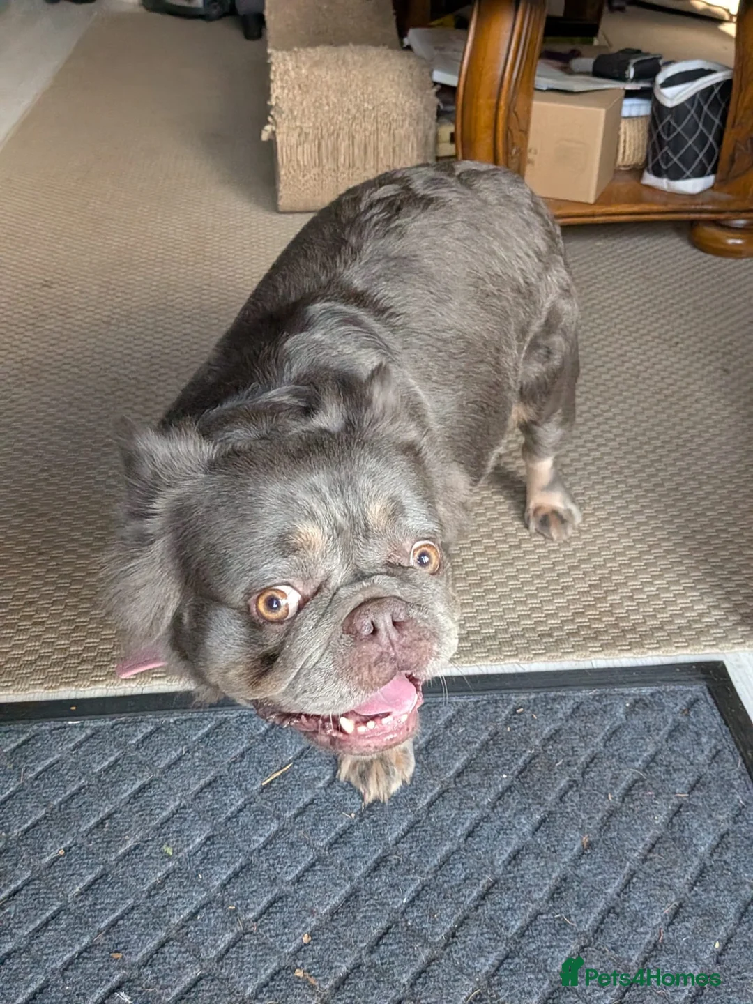 French Bulldog dogs for sale: Macy Fluffy french bulldog for sale  in Rugby - Advert 5