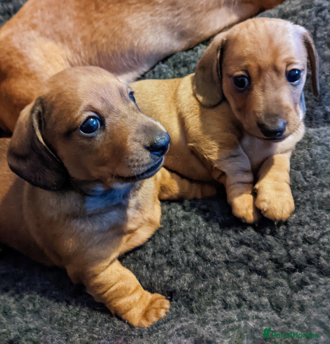 Miniature Dachshund dogs for sale: smooth miniature dachshund   - Advert 7