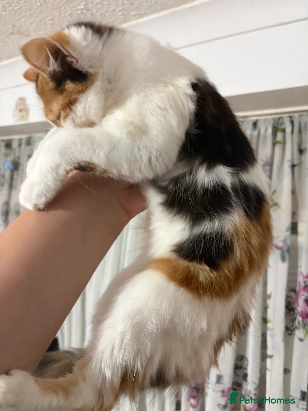 Mixed Breed cats for sale: 4x mixed breed kittens age 5 months old - Advert 6