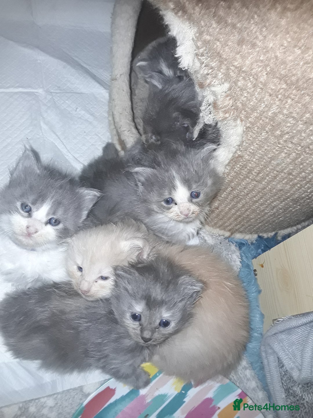Maine Coon cats for sale: Mainecoon  x ragdolls - Advert 9