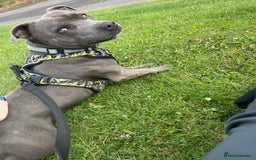 Staffordshire Bull Terrier dogs for stud: STUD pure bred blue Staffordshire bull terrier  - Image 6