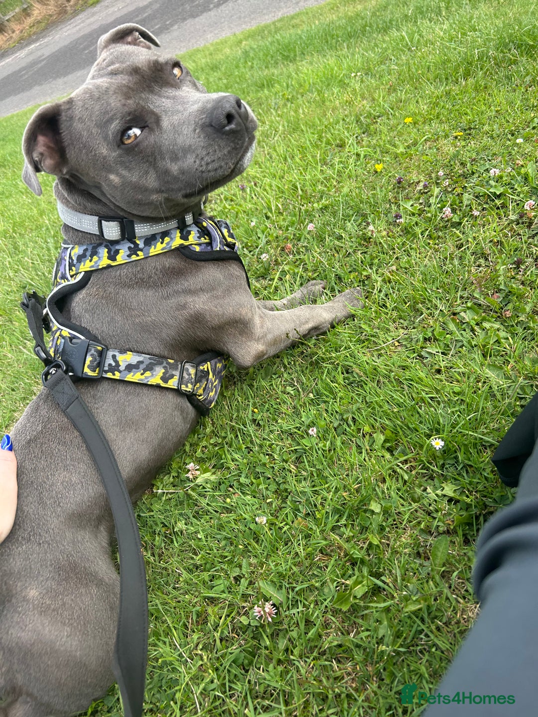 Staffordshire Bull Terrier dogs for stud: STUD pure bred blue Staffordshire bull terrier  - Image 6