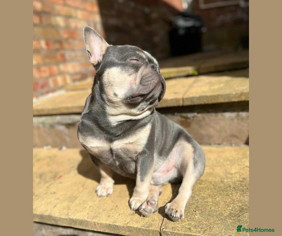 French Bulldog dogs for adoption: BEAR - needs a new, loving home. - Image 7