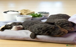 Toy Poodle dogs for sale: Toy poodle girls and boy - Image 1