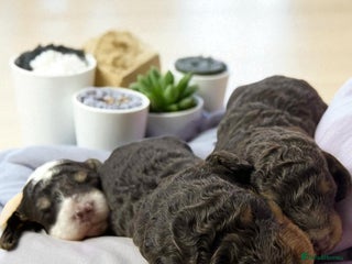 Toy Poodle dogs - Advert 16