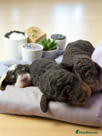 Toy Poodle dogs - Advert 4