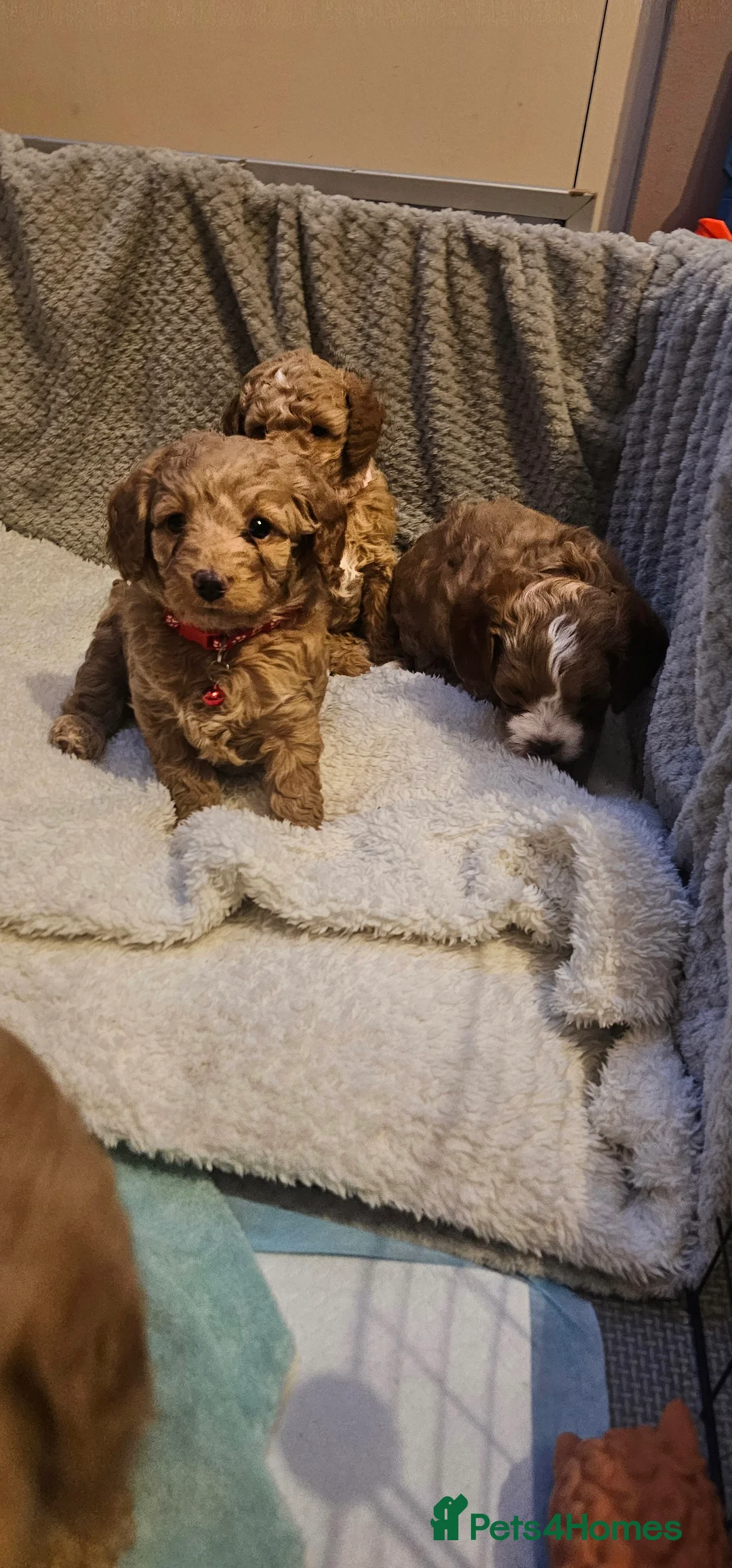 Cavapoo dogs for sale: Cavapoo for sale - Advert 5