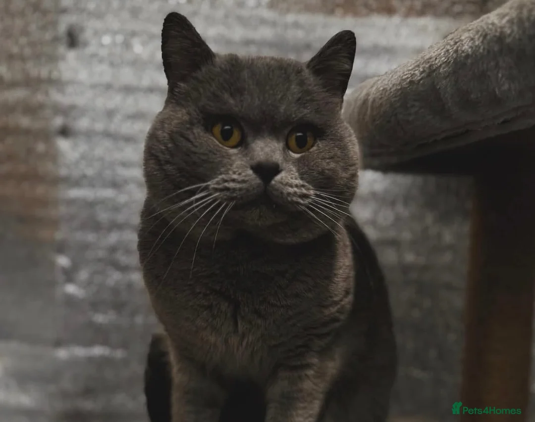British Shorthair cats for sale: Blue British Shorthairs  - Advert 6