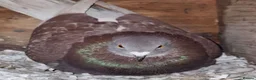 Pigeons birds for sale: TAME Adult Pet Pigeons & Pairs [Fancy Breeds] - Advert 8