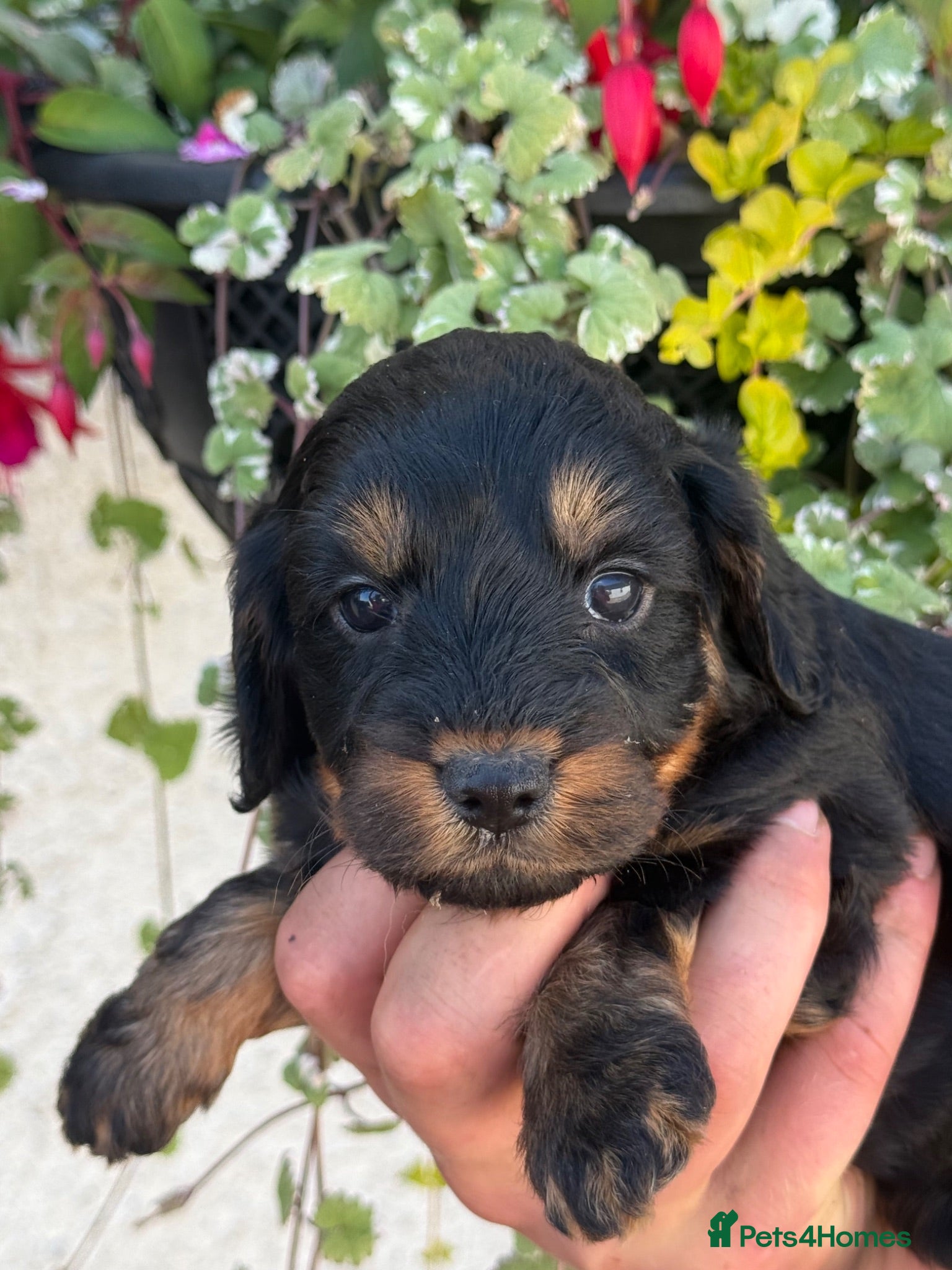 Cockapoo dogs Stunning F1 Cockapoos - Advert 3