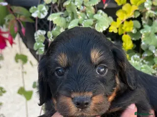 Cockapoo dogs Stunning F1 Cockapoos - Advert 3