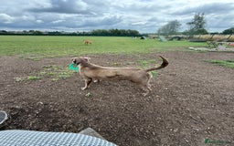 Labrador Retriever dogs for sale: Stunning silver / charcoal puppies - Image 8