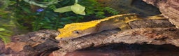 Gecko reptiles for sale: Crested gecko - Advert 1