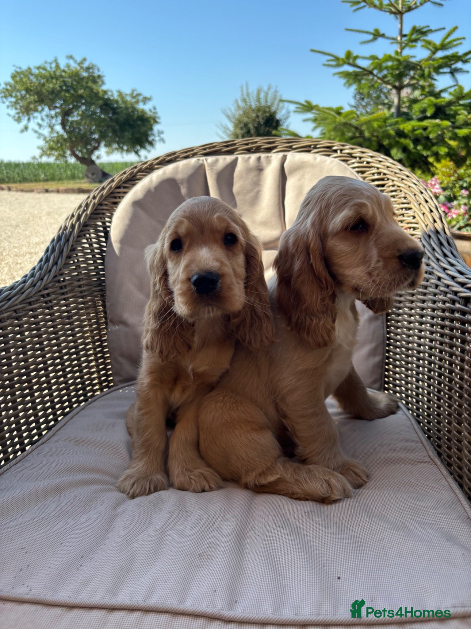 Cocker Spaniel dogs Beautiful KC show cocker spaniels  - Advert 2