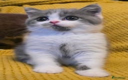 British Shorthair cats for sale: READY NOW GCCF reg BSH kittens - Image 23