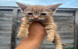 British Shorthair cats for sale: Kittens available GINGER BOY in Axbridge - Image 1