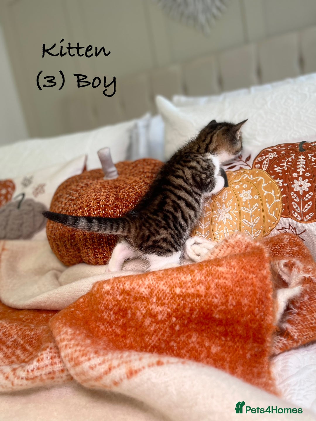 Mixed Breed cats for sale: Stunning kittens 8 weeks old ready now  - Image 13