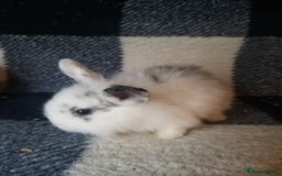 Lionhead rabbits for sale: Blue harlequin Mini lion lops  - Image 11