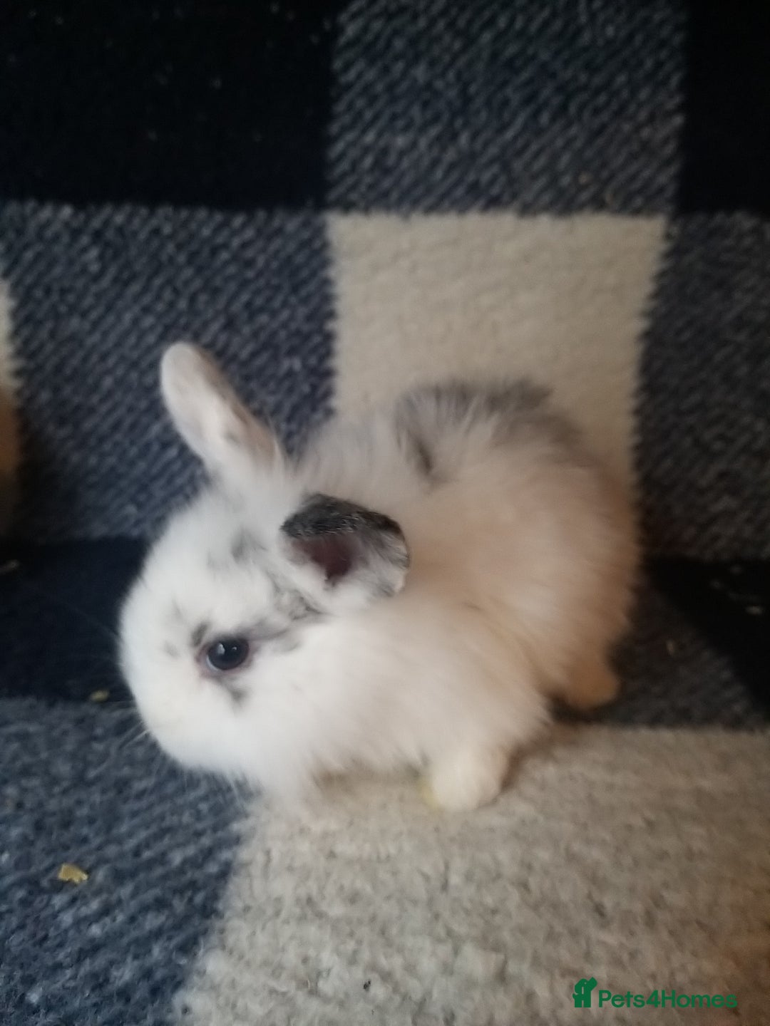 Lionhead rabbits for sale: Blue harlequin Mini lion lops  - Image 11