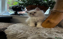 Ragdoll cats for sale: Beautiful Purebred Ragdoll Kittens  - Image 9