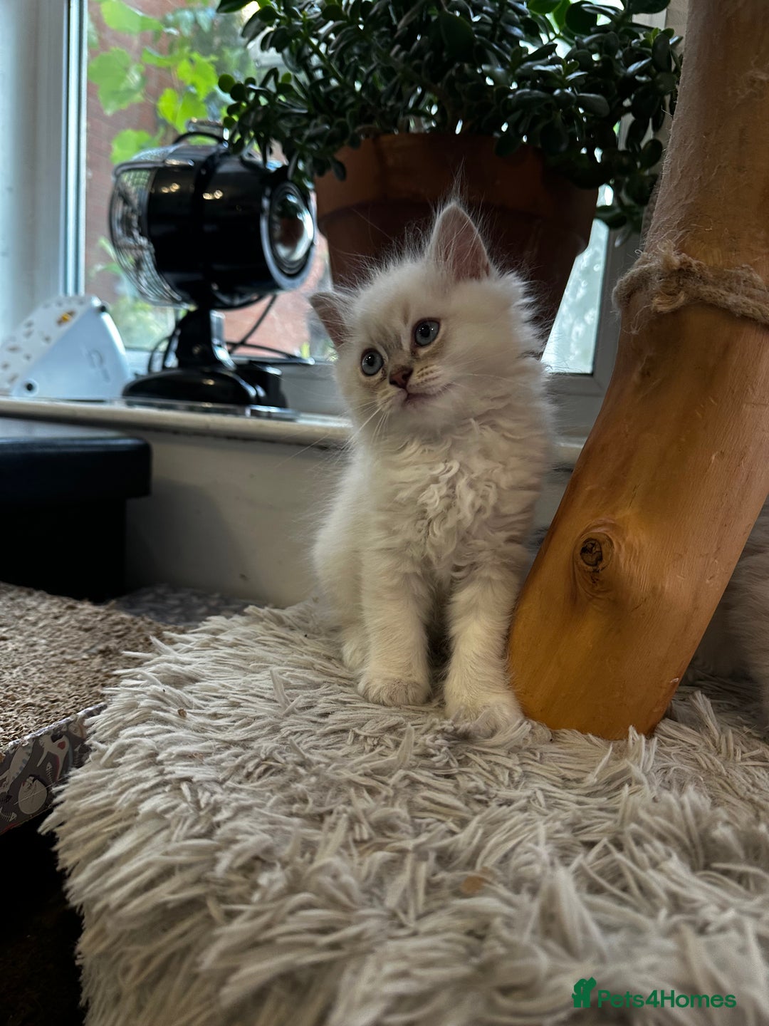 Ragdoll cats for sale: Beautiful Purebred Ragdoll Kittens  - Image 9