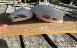 Guinea Pig rodents for sale: Pure bred California & Swiss guineapigs  - Image 6