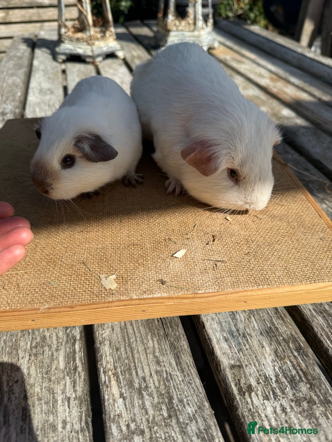 Guinea Pig rodents for sale: Pure bred California & Swiss guineapigs  - Image 6
