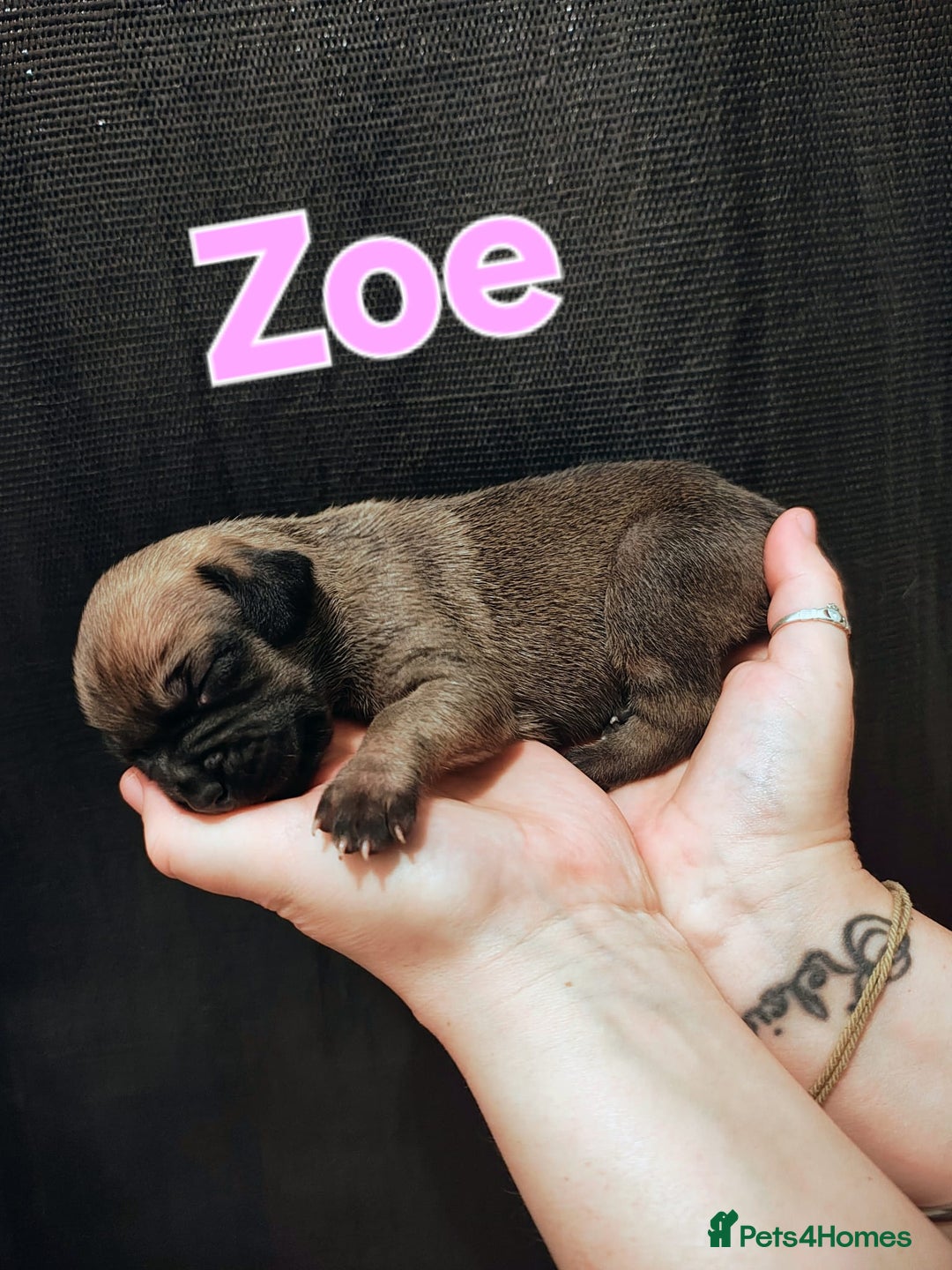 Mixed Breed dogs for sale: Pug x Lucher  - Image 30
