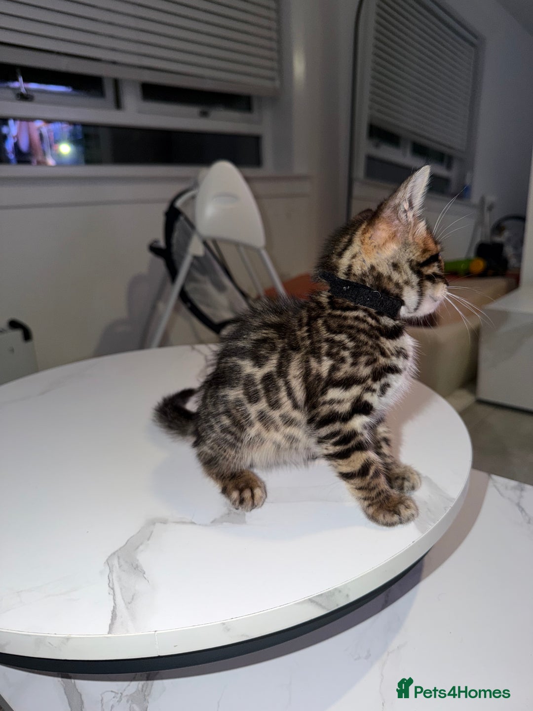 Bengal cats for sale: Bengal Male Kittens Available 🐾  - Advert 14