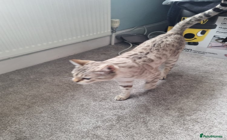 Bengal cats Snow bengal female 5 years old  - Advert 1