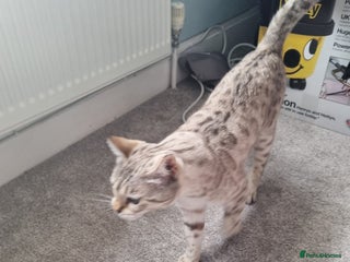 Bengal cats for sale: Snow bengal female 5 years old - Advert 1