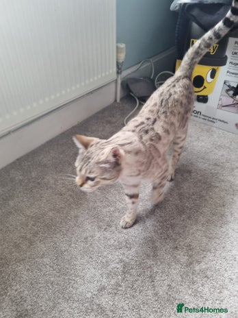 Bengal cats Snow bengal female 5 years old - Advert 1